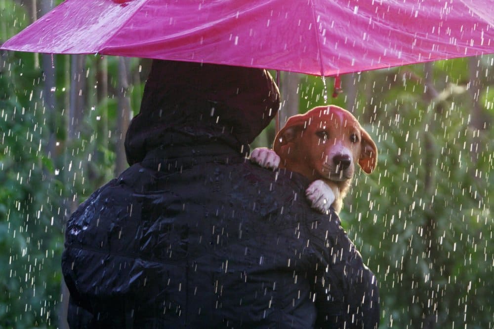 Hundewelpe unter einem Regenschirm in Sicherheit. Neugieriger Blick auf den Betrachter.