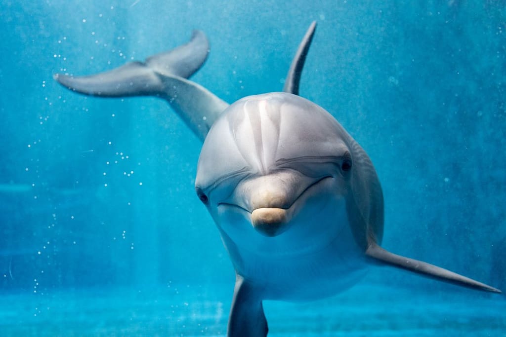 Delfin als Chronotypus der Sonderfall an Schlafbedürfnis
