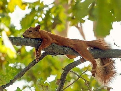 Müdes Eichhörnchen