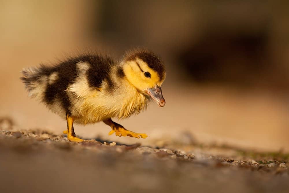 Wir gehen leider oft wie Enten, mit flachem steifen Fuß