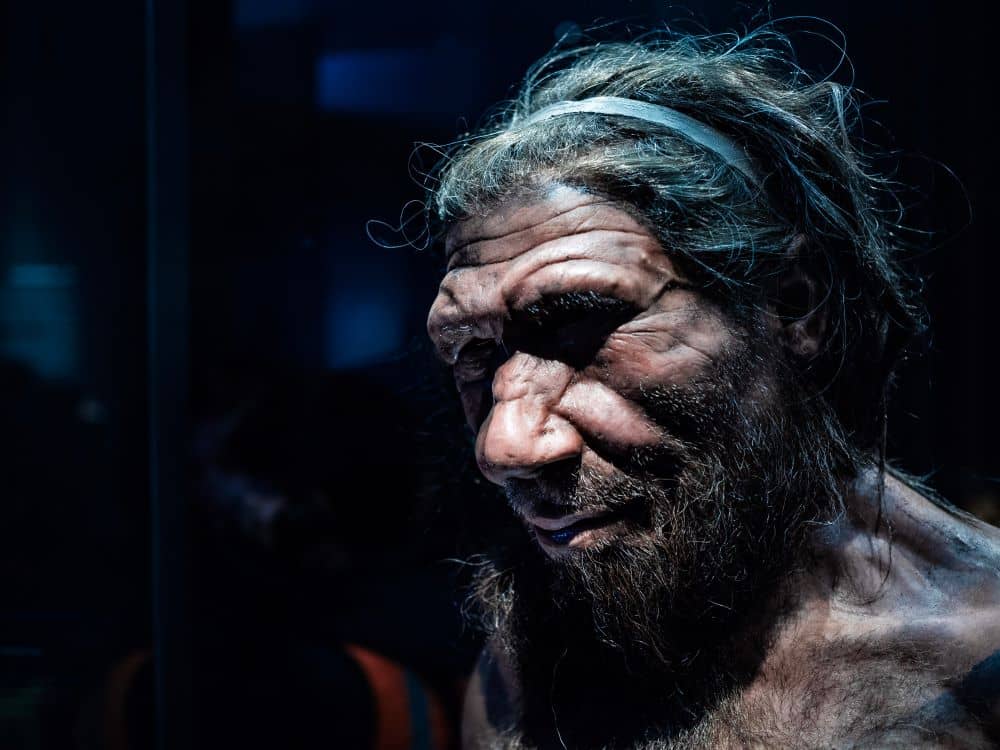 Bild eines Neandertalers. Diese konnten noch pflanzliches Omega-3 in die vom Gehirn benötigten Formen umbauen.